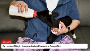 Ev Hanımı Çilingir, Kayınpederinin Kuzularına Sahip Çıktı