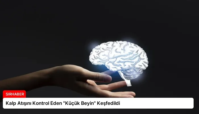 Kalp Atışını Kontrol Eden “Küçük Beyin” Keşfedildi