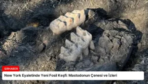 New York Eyaletinde Yeni Fosil Keşfi: Mastodonun Çenesi ve İzleri