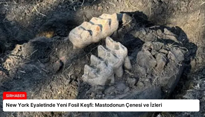 New York Eyaletinde Yeni Fosil Keşfi: Mastodonun Çenesi ve İzleri