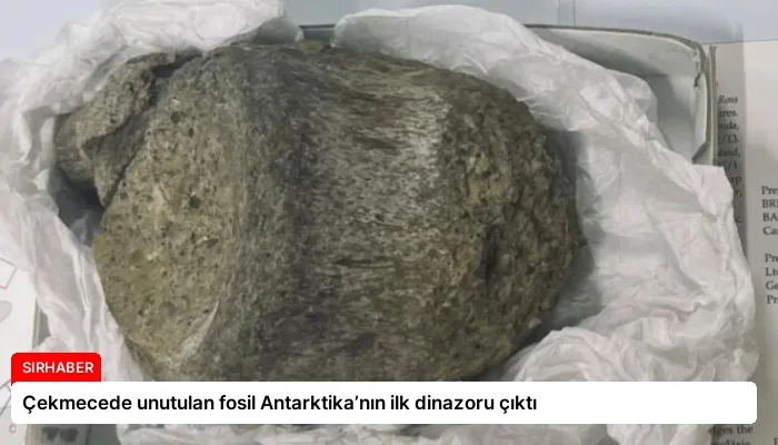Çekmecede unutulan fosil Antarktika’nın ilk dinazoru çıktı