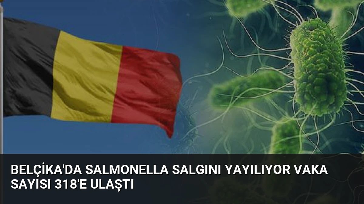 Belçika’da Salmonella Salgını Yayılıyor Vaka Sayısı 318’e Ulaştı