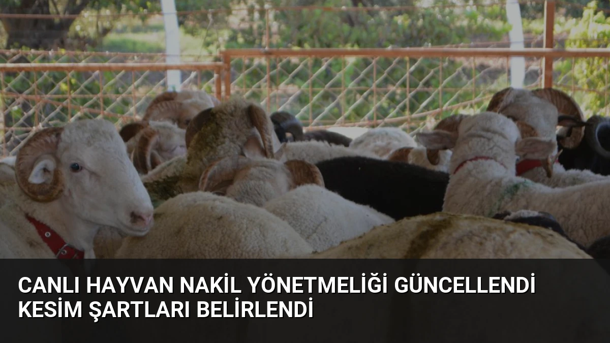 Canlı Hayvan Nakil Yönetmeliği Güncellendi Kesim Şartları Belirlendi