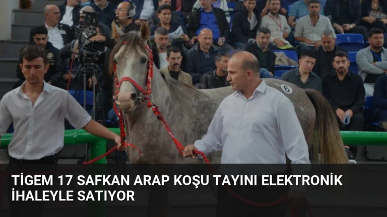 Tigem 17 Safkan Arap Koşu Tayını Elektronik İhaleyle Satıyor