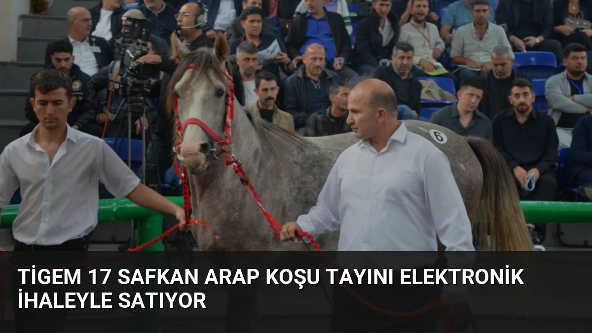Tigem 17 Safkan Arap Koşu Tayını Elektronik İhaleyle Satıyor