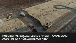 Hububat ve Baklagillerde Hasat Tamamlandı Ağustosta Yağışlar Rekor Kırdı