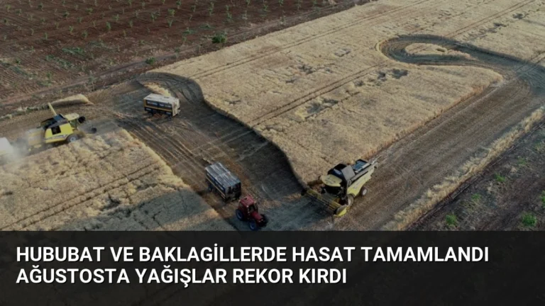 Hububat ve Baklagillerde Hasat Tamamlandı Ağustosta Yağışlar Rekor Kırdı